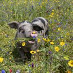 Bentheimer Schwein in der Vechtewiese
