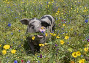 Bentheimer Schwein in der Vechtewiese