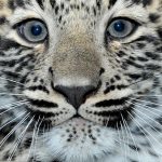 Junger Leopard aus künstlicher Besamung