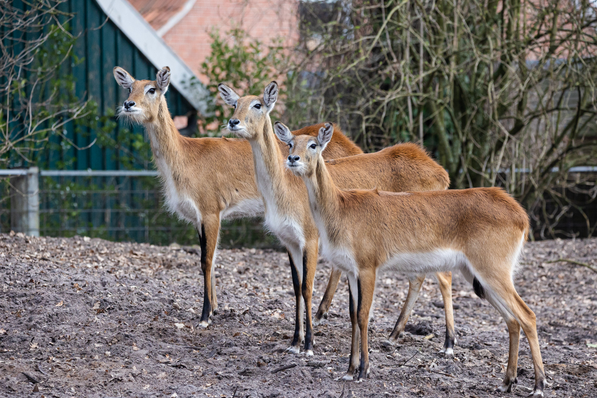 Tierpark Nordhorn Afrika Anlage