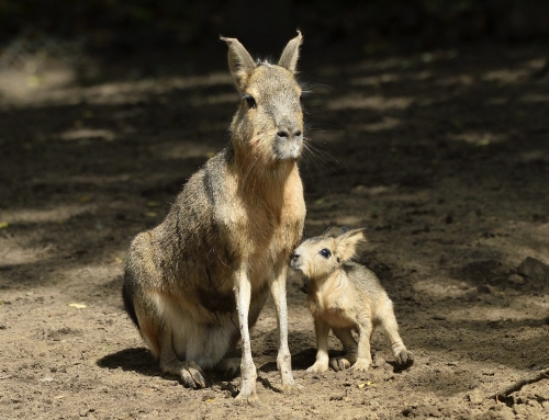 Eerste jonge dieren trekken bezoekers naar de familiedierentuin