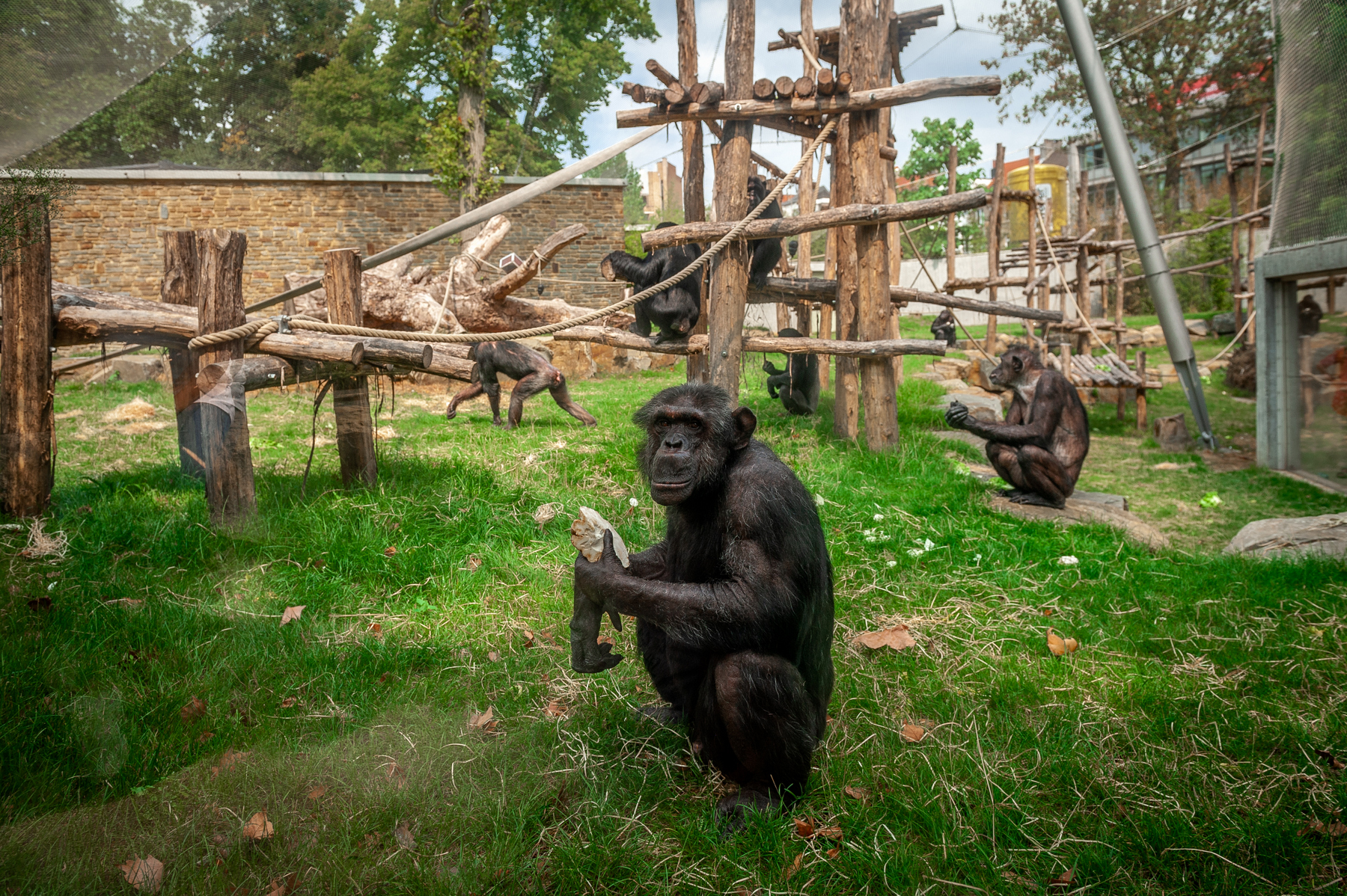 Schimpansinnen Lomela und Nancy gut eingelebt im Zoo ...